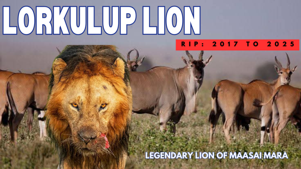 Lorkulup: The Rise and Fall of a King 